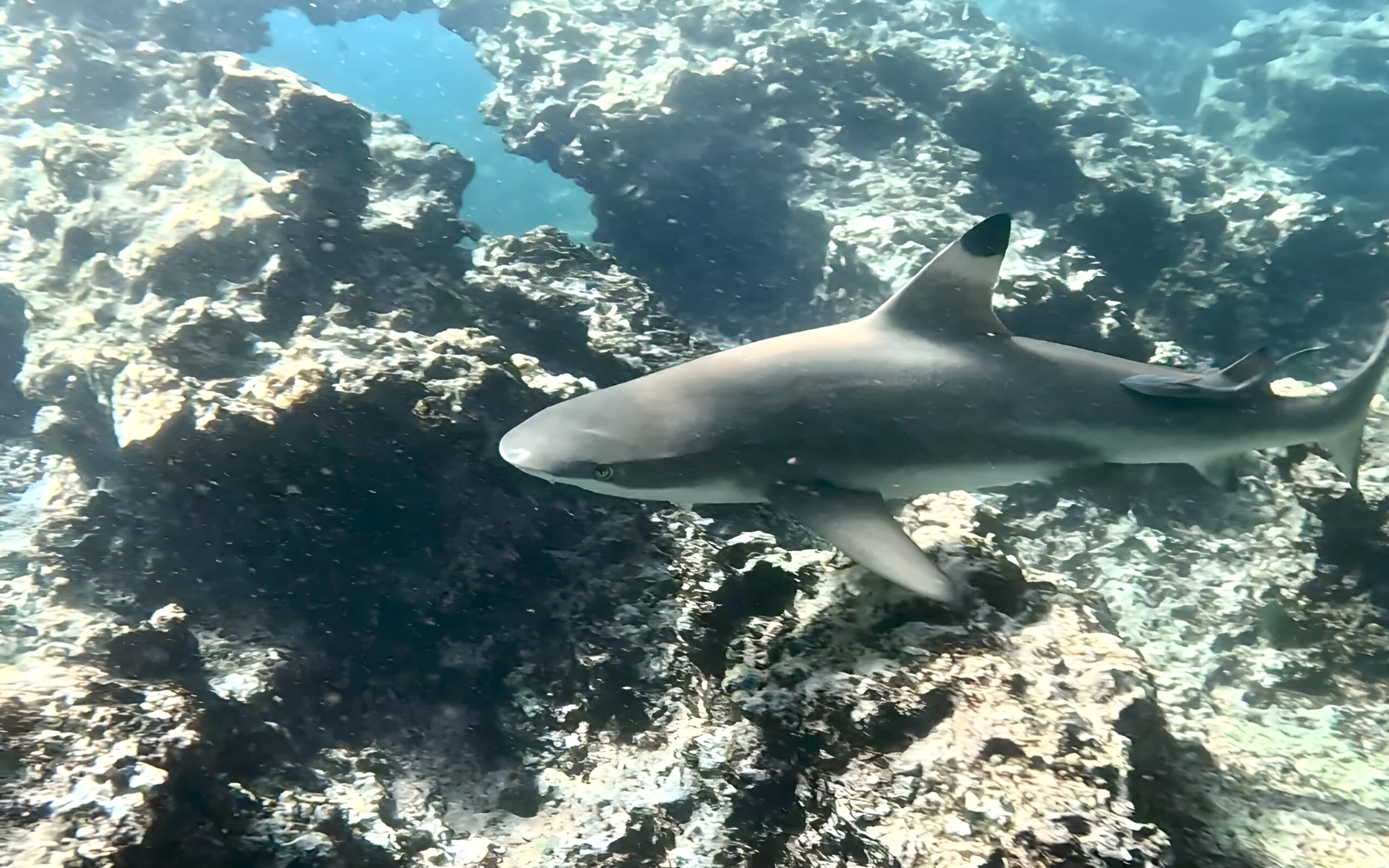Snorkeller swimming alongside black-tip reef shark at Koh Phi Phi