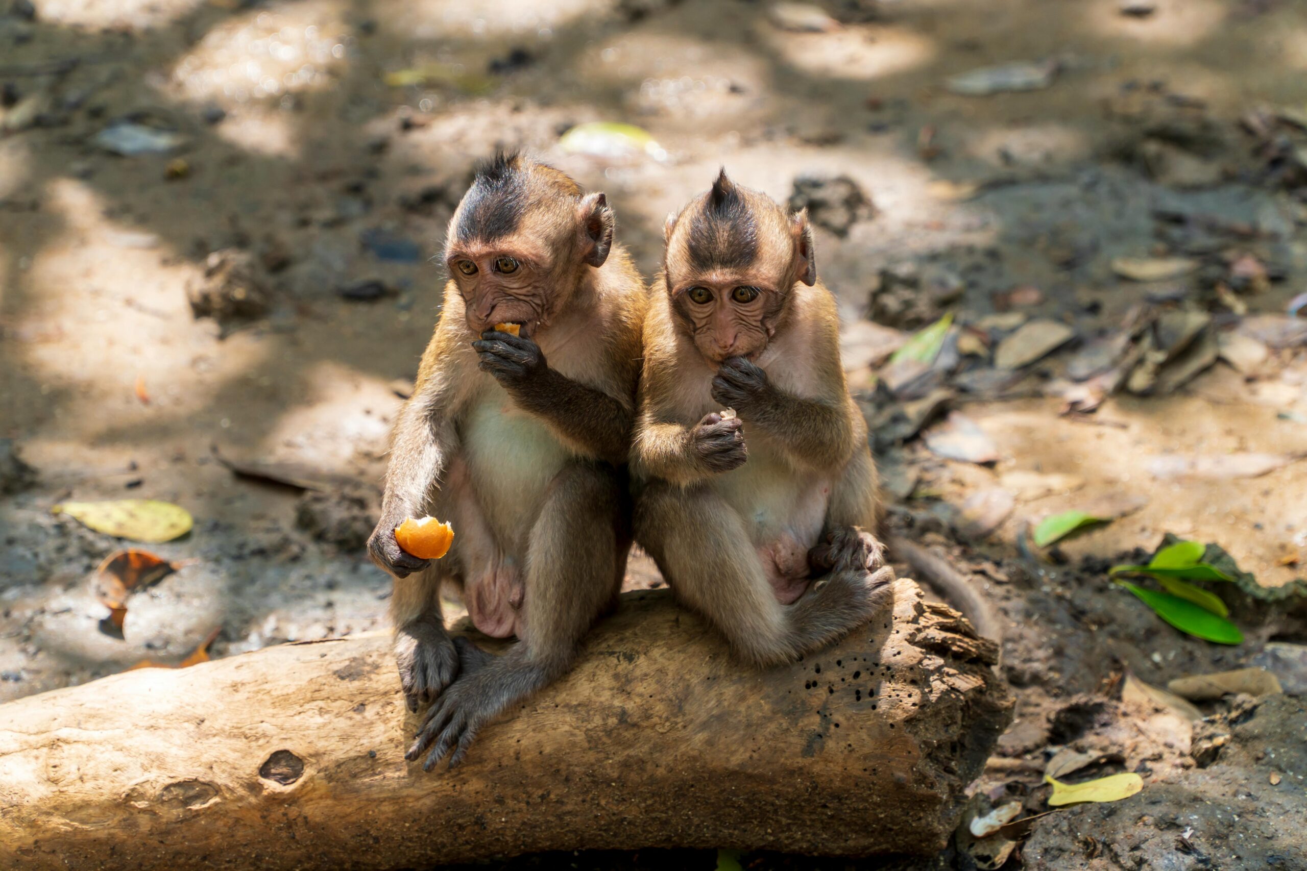 Macaque monkeys on the shoreline at Monkey Beach, Koh Phi Phi Don