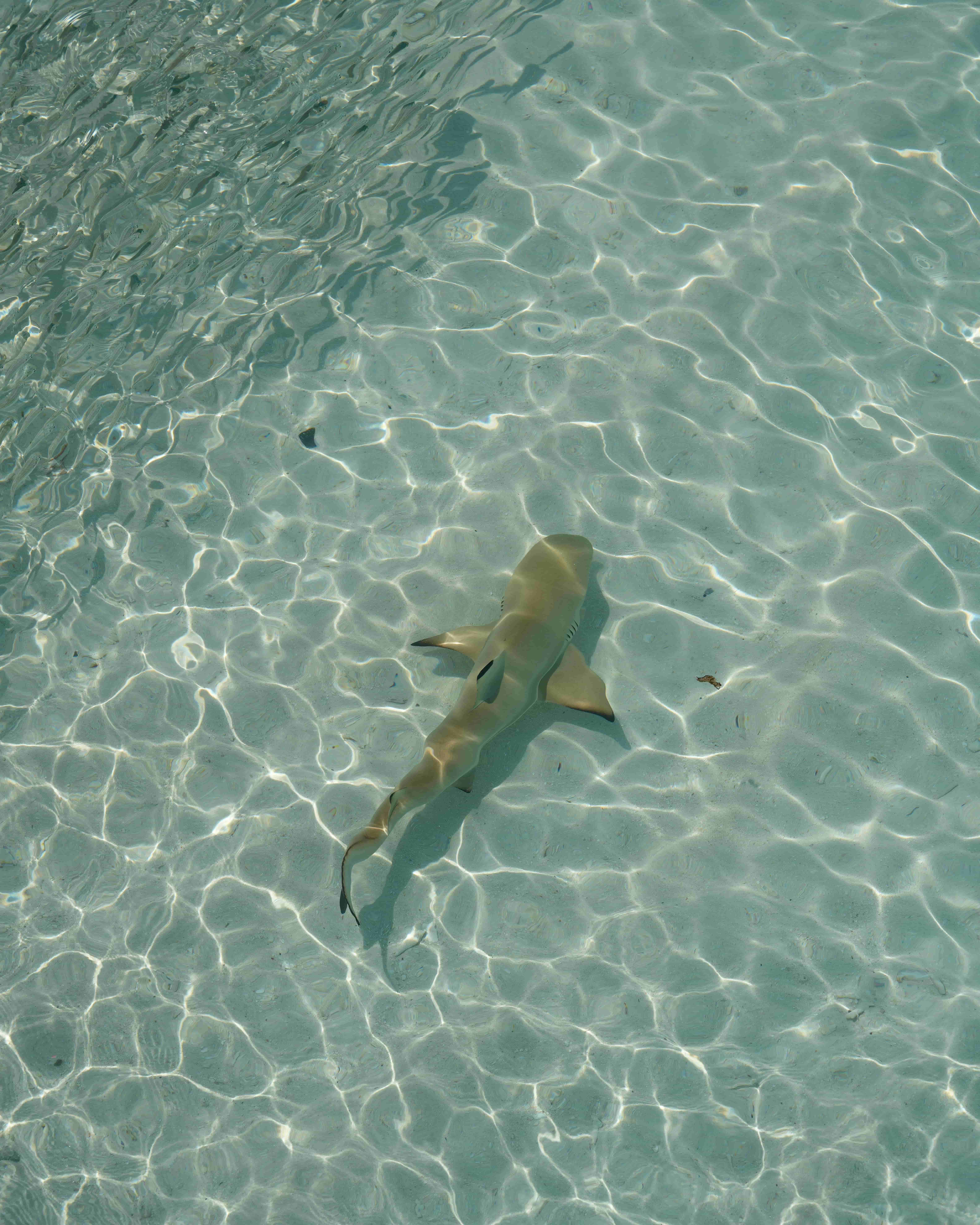 Blacktip reef shark