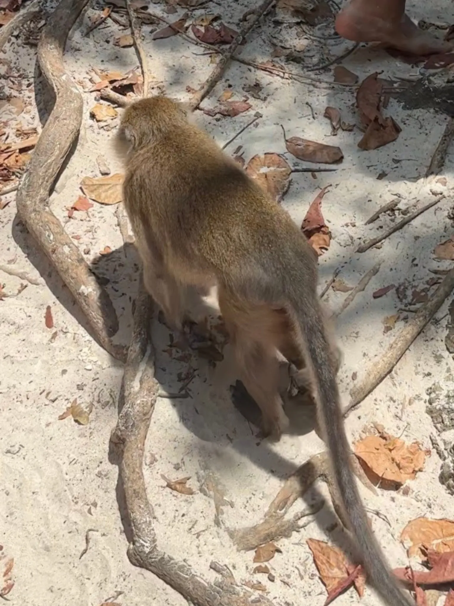 Monkey Beach macaques