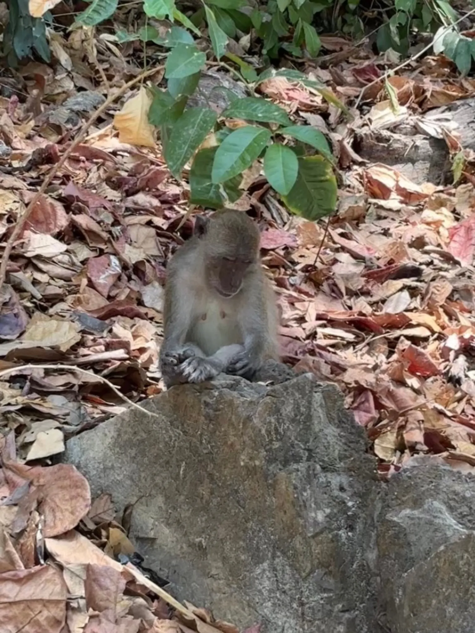 Monkey Beach panorama
