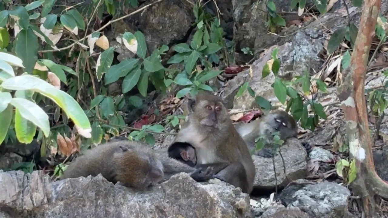 Monkey Beach shore