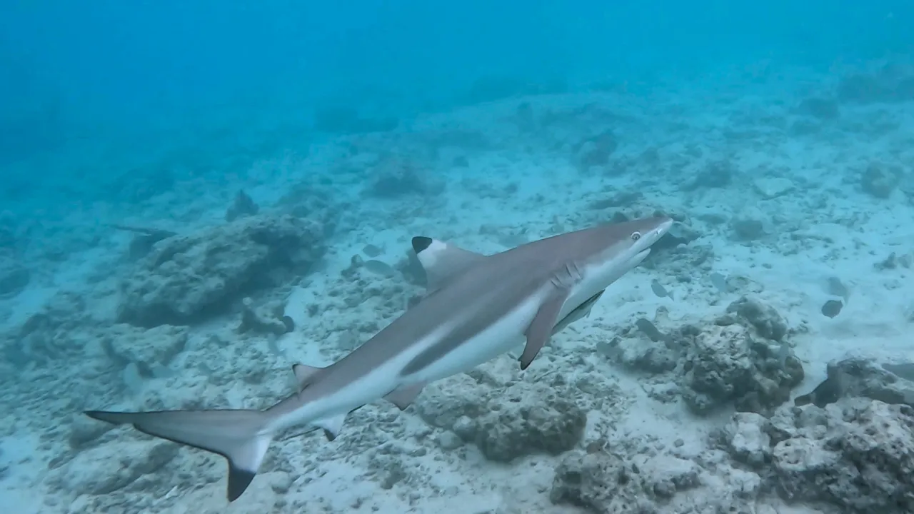 Snorkeling with sharks