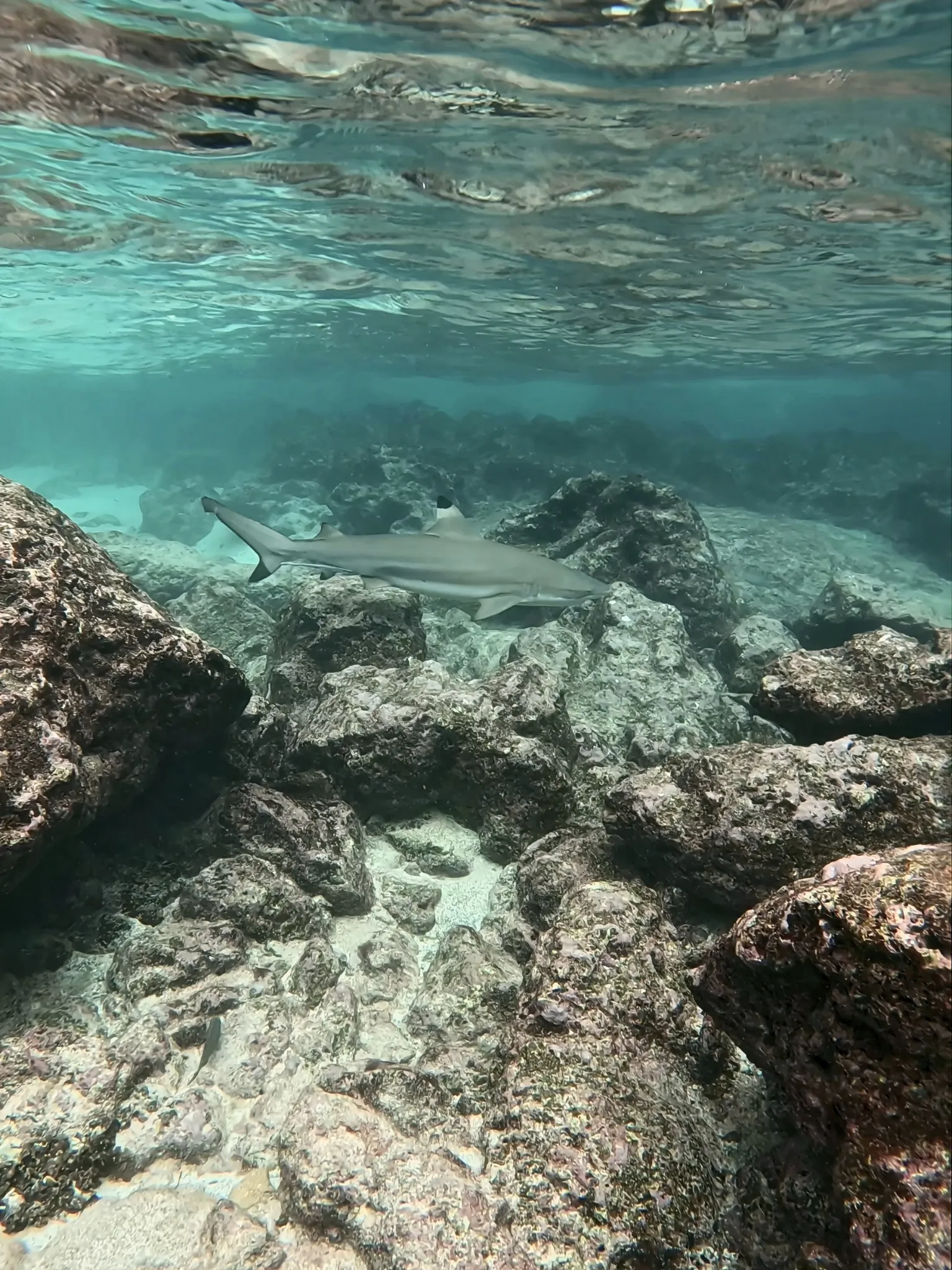 Blacktip reef shark in the waters of Koh Phi Phi