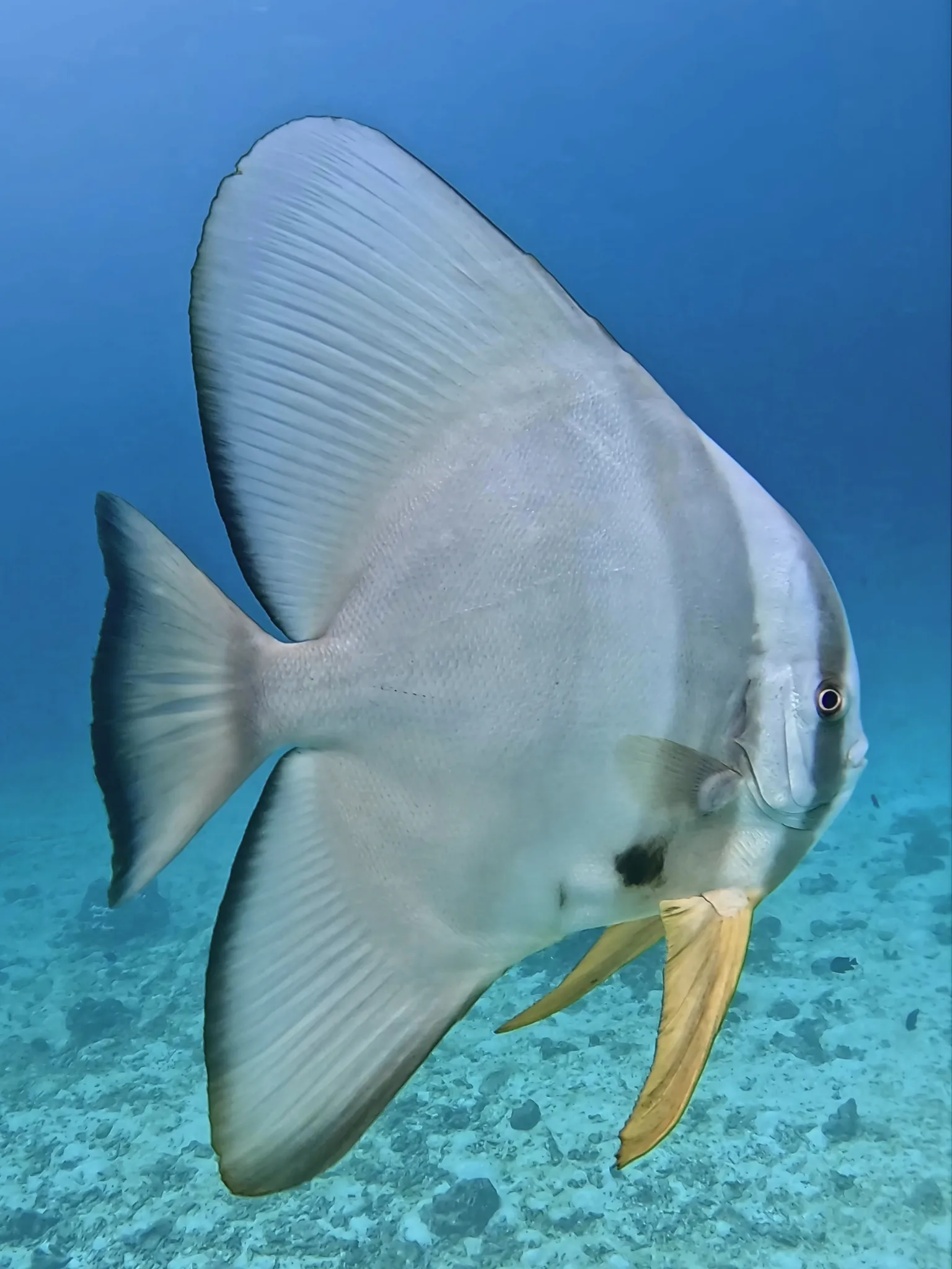 Batfish seen while snorkeling in Koh Phi Phi