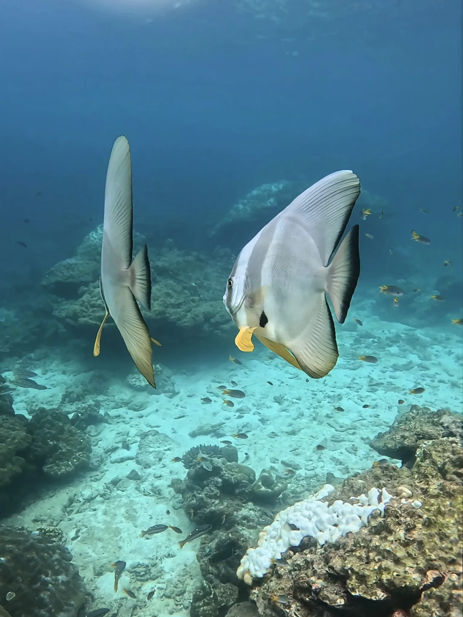 Batfish seen while snorkeling in Koh Phi Phi