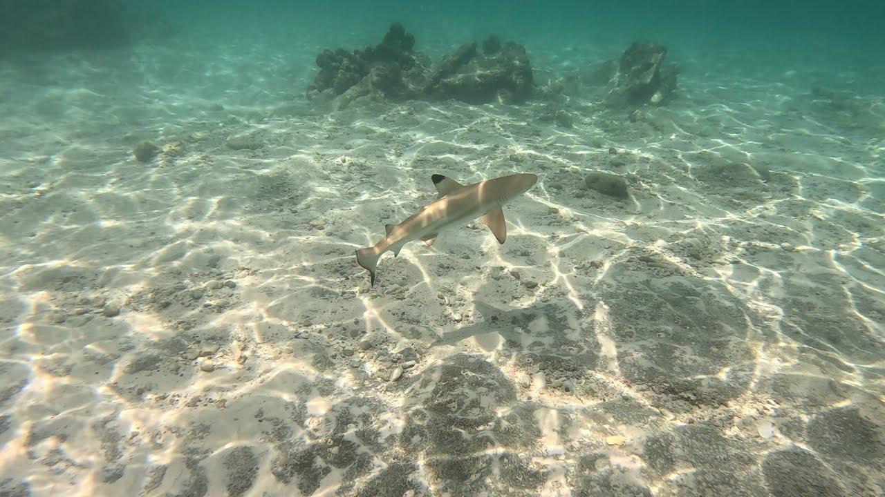Shark Spots — Koh Phi Phi