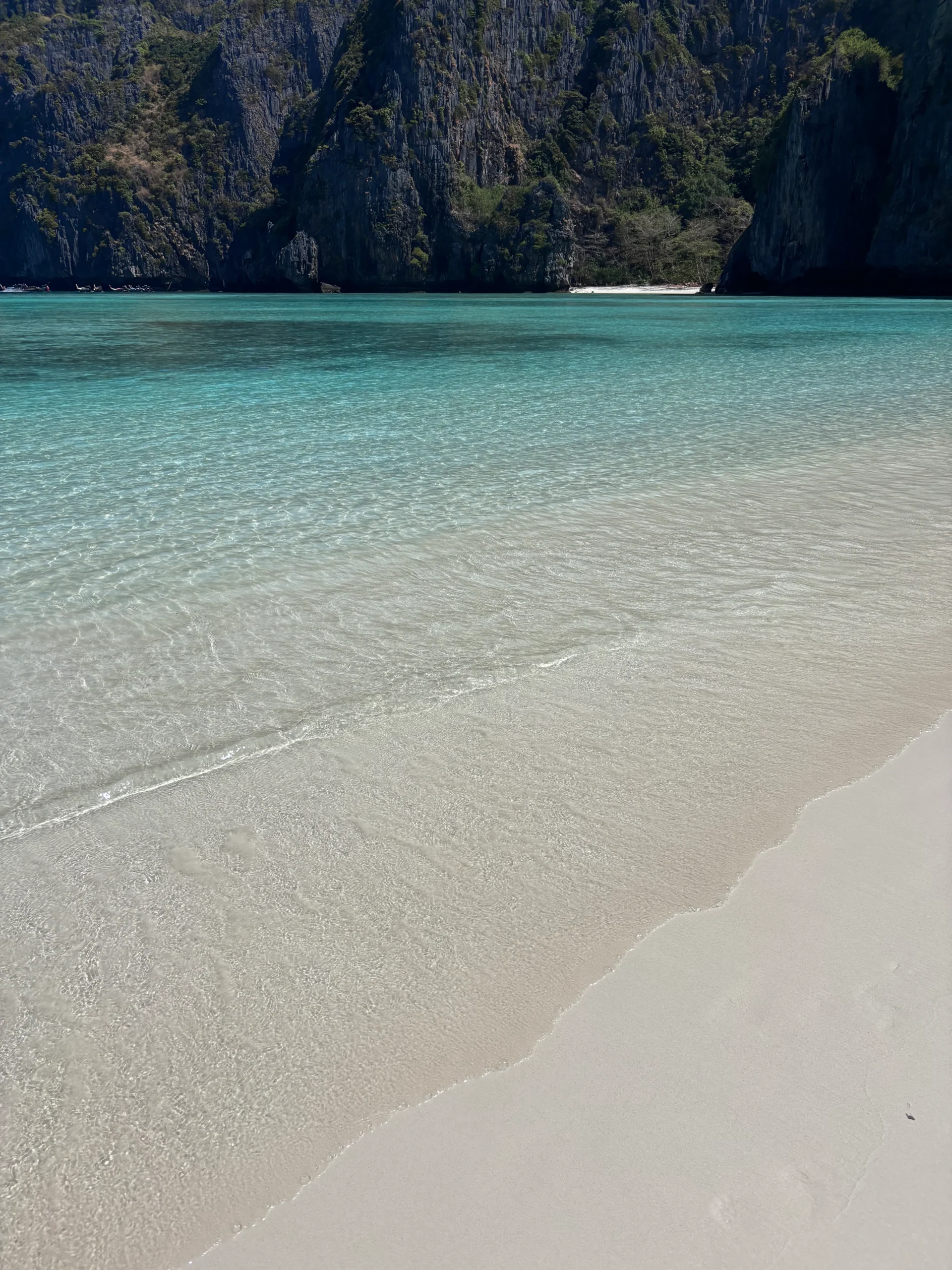 Tropical reef fish in the Phi Phi Islands