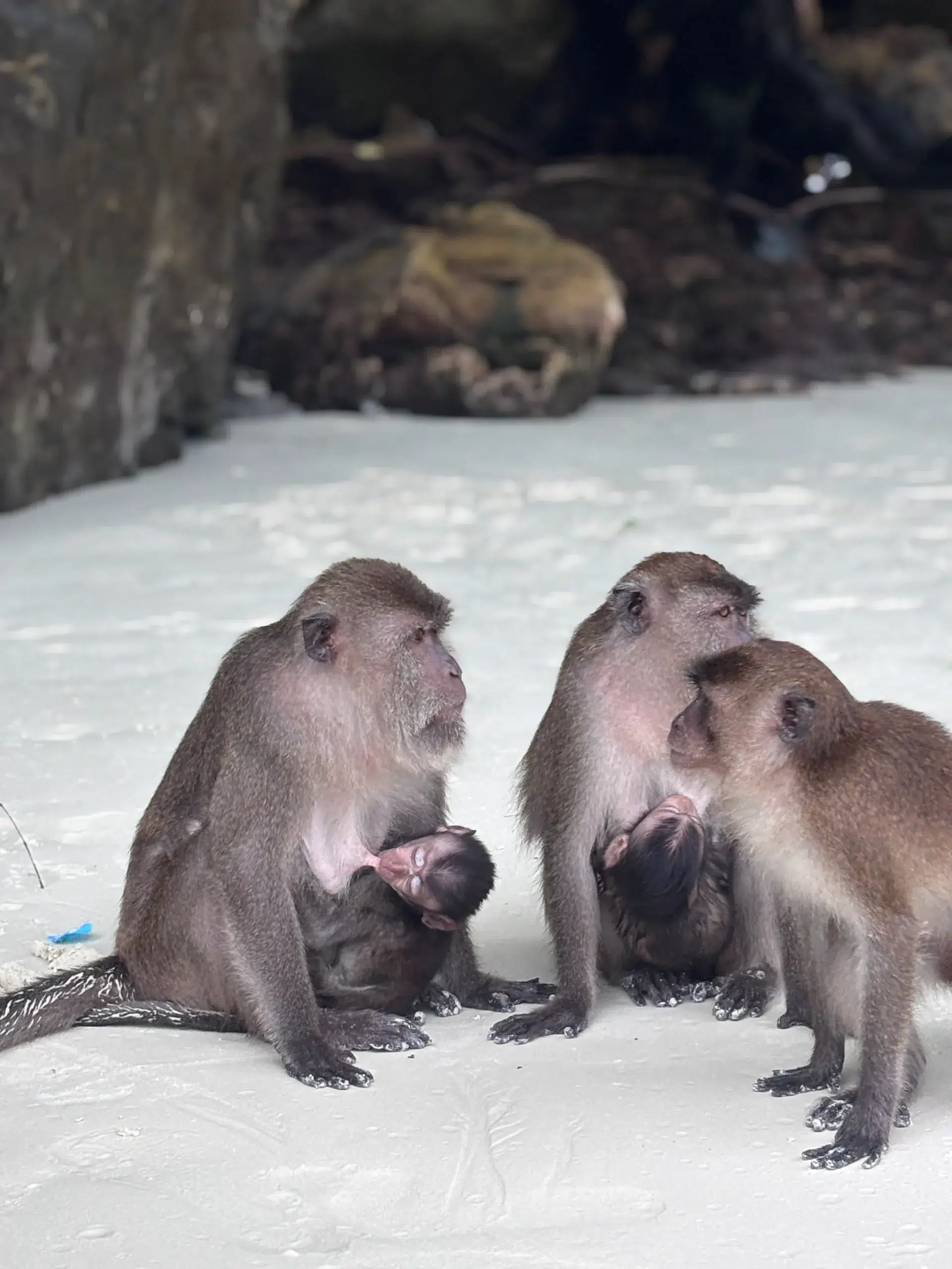 Macaques at Monkey Beach in the Phi Phi Islands